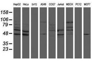 Image no. 1 for anti-SUMO1/sentrin/SMT3 Specific Peptidase 2 (SENP2) (AA 139-523) antibody (ABIN1490927) (SENP2 anticorps  (AA 139-523))