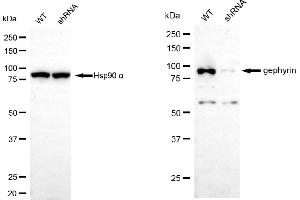 Western blotting analysis using gephyrin antibody (ABIN7798713). (Gephyrin anticorps)