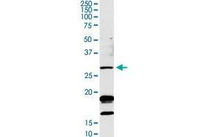 OTUB2 MaxPab rabbit polyclonal antibody.