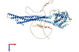 AlphaFold protein structure predicition of Mouse Recombinant Ophn1 Protein, UniprotID Q99J31