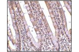 Immunohistochemistry of PHAP in human small intestine tissue with this product at 10 μg/ml. (PHAP1 anticorps  (C-Term))