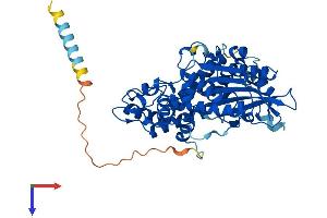 AlphaFold protein structure predicition of Mouse Recombinant Pxylp1 Protein, UniprotID Q8BHA9