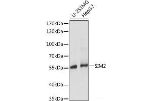 Western blot analysis of extracts of various cell lines using SIM2 Polyclonal Antibody at dilution of 1:1000. (SIM2 anticorps)