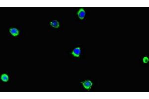Immunofluorescent analysis of A375 cells using ABIN7157921 at dilution of 1:100 and Alexa Fluor 488-congugated AffiniPure Goat Anti-Rabbit IgG(H+L) (LCE1B anticorps  (AA 1-118))