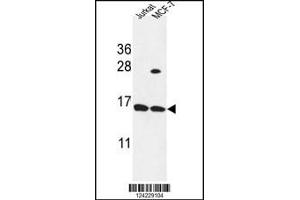 Western blot analysis in Jurkat,MCF-7 cell line lysates (35ug/lane). (SPRR1A anticorps  (C-Term))