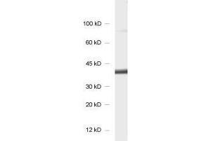dilution: 1 : 1000, sample: synaptosomal fraction of rat brain (P2) (SCAMP1 anticorps)