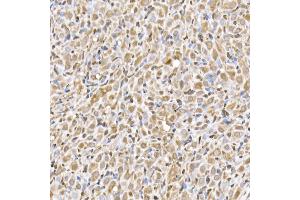 Immunohistochemistry of paraffin-embedded rat ovary using UB Rabbit mAb (ABIN7271128) at dilution of 1:50 (40x lens). (UBA52 anticorps)