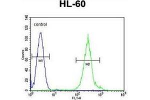 Flow cytometric analysis of HL-60 cells using FANCC Antibody (C-term) Cat. (FANCC anticorps  (C-Term))