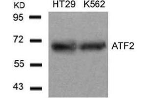 Image no. 3 for anti-Activating Transcription Factor 2 (ATF2) (Thr53), (Thr71) antibody (ABIN197148)