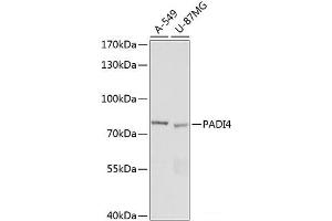 Western blot analysis of extracts of various cell lines using PADI4 Polyclonal Antibody at dilution of 1:1000. (PAD4 anticorps)