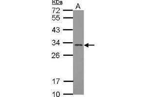 WB Image Sample (30 ug of whole cell lysate) A: MCF-7 12% SDS PAGE antibody diluted at 1:2000 (FGF13 anticorps)