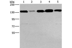 Western Blot analysis of 293T, hela, PC3, lovo and A172 cell using CEP97 Polyclonal Antibody at dilution of 1:500 (CEP97 anticorps)
