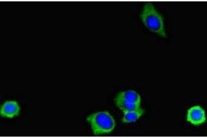 Immunofluorescent analysis of HepG2 cells using ABIN7151998 at dilution of 1:100 and Alexa Fluor 488-congugated AffiniPure Goat Anti-Rabbit IgG(H+L) (ERLIN2 anticorps  (AA 25-206))