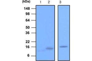 Western blot analysis of recombinant Synaptobrevin 1 , 2 (each 20 ng) and rat brain extracts (20 ug). (VAMP2 anticorps  (AA 1-89))