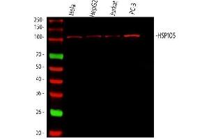 Western blot analysis of Hsp105 using anti-Hsp105 antibody (ABIN5693036). (HSPH1 anticorps  (AA 653-858))