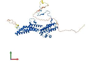 AlphaFold protein structure predicition of Human Recombinant BEST4 Protein, UniprotID Q8NFU0