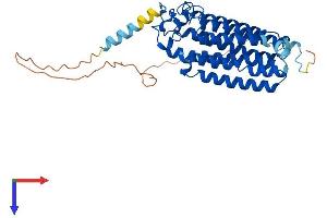 AlphaFold protein structure predicition of Mouse Recombinant Adipor1 Protein, UniprotID Q91VH1