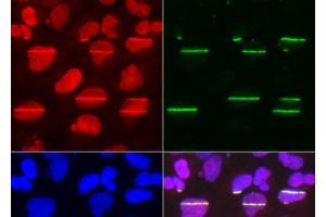 Immunofluorescence analysis of U2OS cells using POLD1 Polyclonal Antibody (POLD1 anticorps)