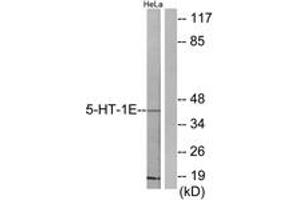 Western blot analysis of extracts from HeLa cells, using 5-HT-1E Antibody. (Serotonin Receptor 1E anticorps  (AA 101-150))