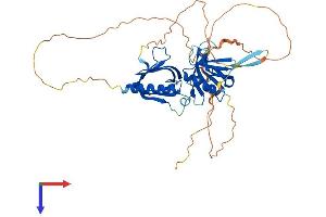 AlphaFold protein structure predicition of Human Recombinant PLEKHA2 Protein, UniprotID Q9HB19
