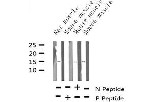 Western blot analysis of Phospho-Histone H2A (Thr121) expression in various lysates (Histone H2A anticorps  (pThr121))