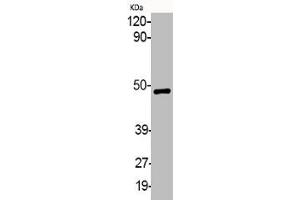 Western Blot analysis of various cells using Phospho-MEK-1/2 (S218/222) Polyclonal Antibody
