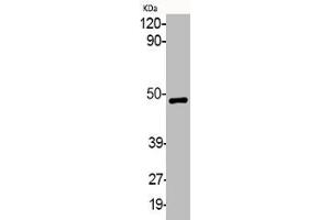 Western Blot analysis of various cells using Phospho-MEK-1/2 (S218/222) Polyclonal Antibody (MEK1 anticorps  (pSer218, pSer222))