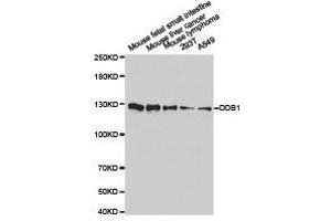 Western Blotting (WB) image for anti-Damage Specific DNA Binding Protein 1 (DDB1) antibody (ABIN1872221) (DDB1 anticorps)