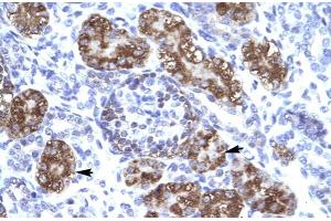 Human kidney; ZNF409 antibody - middle region in Human kidney cells using Immunohistochemistry (ZFHX2 anticorps  (Middle Region))
