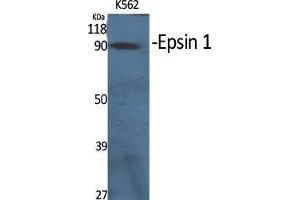 Western Blot (WB) analysis of specific cells using Epsin 1 Polyclonal Antibody. (Epsin 1 anticorps  (Internal Region))