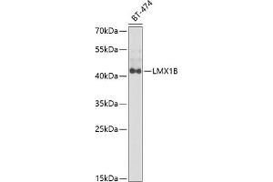 Western blot analysis of extracts of BT-474 cells, using LMX1B antibody  at 1:1000 dilution. (LMX1B anticorps  (AA 136-395))
