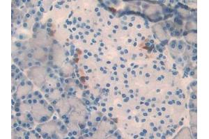 Used in DAB staining on fromalin fixed paraffin- embedded adrenal gland tissue (SLIT3 anticorps  (AA 62-119))