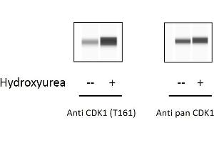 HeLa cells were treated or untreated with Hydroxyurea.