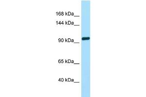 WB Suggested Anti-TAS1R2 Antibody Titration: 1. (TAS1R2 anticorps  (C-Term))