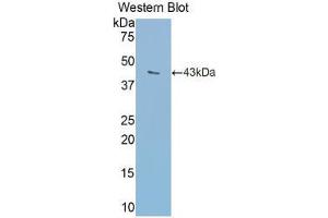 Western blot analysis of the recombinant protein. (Transferrin anticorps  (AA 360-682))