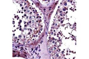IHC testing of PRMT5 antibody and FFPE human testis tissue.