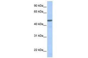 Image no. 1 for anti-Calcitonin Receptor-Like (CALCRL) (AA 108-157) antibody (ABIN6740755) (CALCRL anticorps  (AA 108-157))