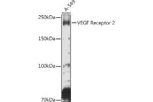 Western blot analysis of extracts of A-549 cells, using VEGF Receptor 2 antibody (ABIN6132247, ABIN6142816, ABIN6142819 and ABIN6215074) at 1:500 dilution. (VEGFR2/CD309 anticorps  (AA 20-200))