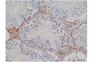 ABIN6267338 at 1/200 staining Mouse testis tissue sections by IHC-P. (HSP90AB1 anticorps  (pSer254))
