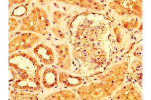 IHC image of ABIN7174328 diluted at 1:500 and staining in paraffin-embedded human kidney tissue performed on a Leica BondTM system.