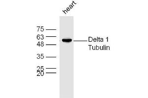 Mouse heart lysates probed with Rabbit Anti-Delta 1 Tubulin Polyclonal Antibody, Unconjugated  at 1:300 overnight at 4˚C. (TUBD1 anticorps  (AA 151-250))