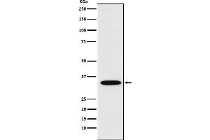 Western blot analysis of STX1A expression in SH-SY5Y cell lysate.