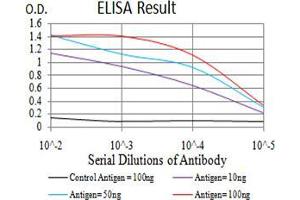 anti-Forkhead Box M1 (FOXM1) (AA 649-748) antibody