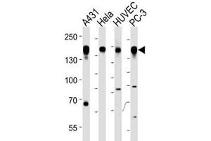Epidermal Growth Factor Receptor antibody western blot analysis in A431, HeLa, HUVEC, PC3 lysate (EGFR anticorps  (AA 1070-1099))