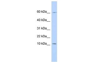PI3 antibody used at 1 ug/ml to detect target protein. (PI3 anticorps)