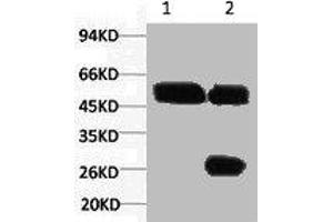 1) Input: Hela Cell Lysate 2) IP product: IP dilute 1:200 (Cytokeratin 7 anticorps)