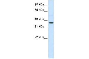 WB Suggested Anti-AHSG Antibody Titration:  0. (Fetuin A anticorps  (N-Term))