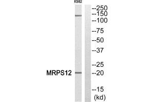 Western Blotting (WB) image for anti-Mitochondrial Ribosomal Protein S12 (MRPS12) (Internal Region) antibody (ABIN1850526)