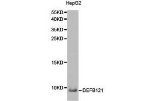 Western Blotting (WB) image for anti-Defensin, beta 121 (DEFB121) antibody (ABIN1872244) (DEFB121 anticorps)