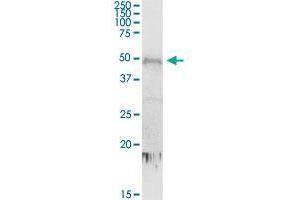 CDC2L6 MaxPab rabbit polyclonal antibody. (CDK19 anticorps  (AA 1-502))